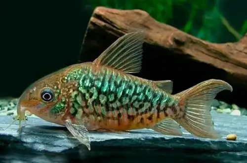 Коридорас пантаналенсіс (Corydoras pantanalensis)