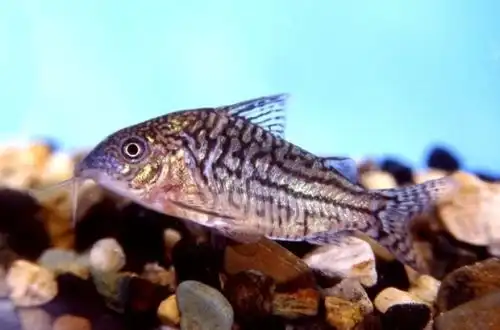 Сомік Піньєру (Corydoras pinheiroi)