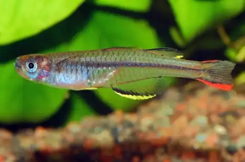 Блакитноока новогвінейська (Pseudomugil novaeguineae)