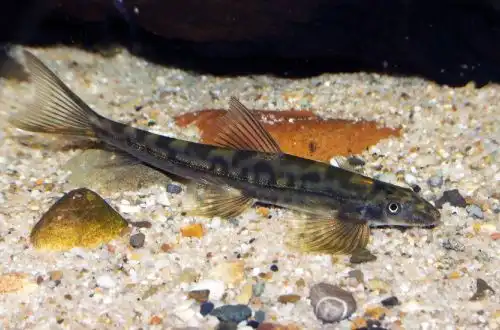 Голець Аннамія Тхуа Тхієн (Annamia thuathienensis)