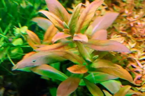 Амманія Капітелла (Ammannia capitellata)