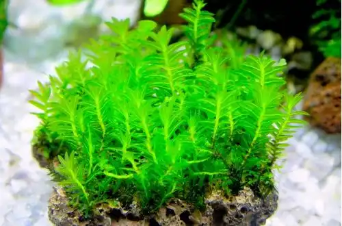 Фісіденс Нобіліс або Мох килимовий (Fissidens nobilis)