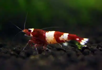 Креветка Червоне вино (Caridina cantonensis "Wine Red")
