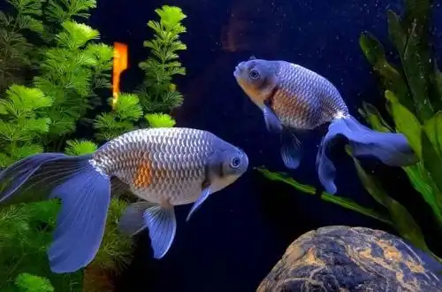 Золота рибка "Фенікс" (Blue phoenix goldfish)