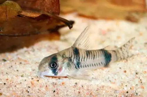 Коридорас Рейнольдса (Corydoras reynoldsi)