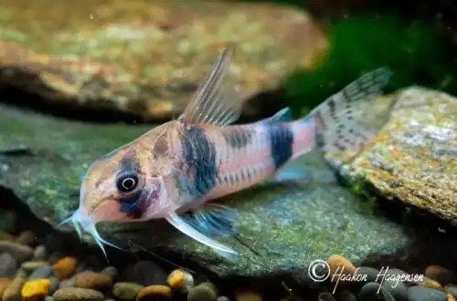 Коридорас тукано (Corydoras tukano)