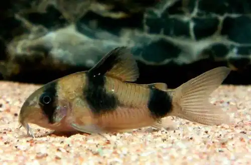 Сомік Вейцмана (Corydoras weitzmani)