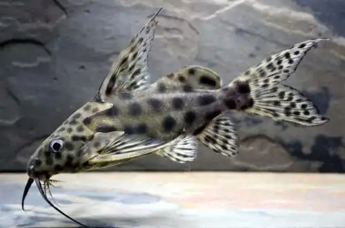 Синодонтіс веліфер (Synodontis velifer)