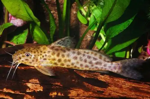 Синодонтис леопардовий (Synodontis camelopardalis)
