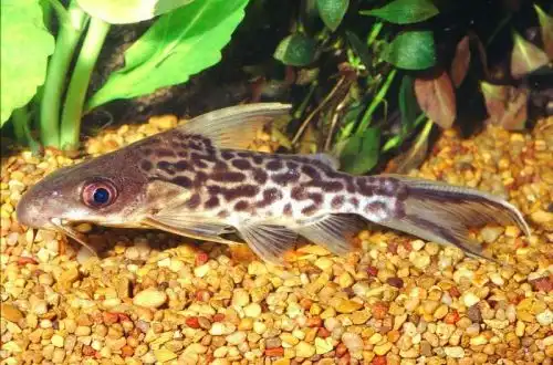Синодонтис кенійський (Synodontis pleurops)