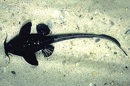 Смугастий сомік банджо (Platystacus cotylephorus)