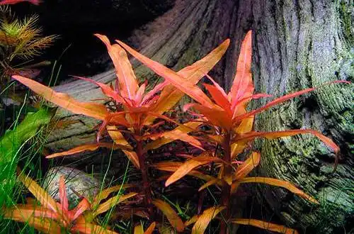 Амманія червона (Ammannia crassicaulis)