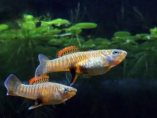 Брахірафіс Розена (Brachyrhaphis