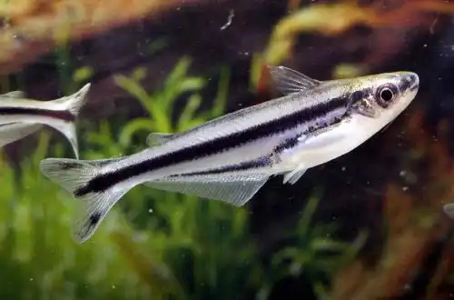 Смугастий скляний сомік (Pareutropius buffei)