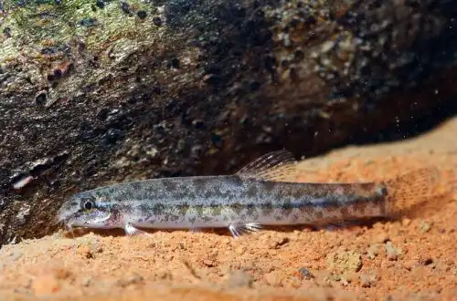 Гобітіс Хассельта (Lepidocephalichthys hasselti)