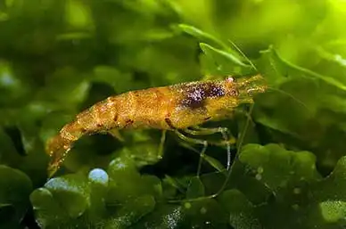 Креветка Мандаринка (Caridina Propinqua)