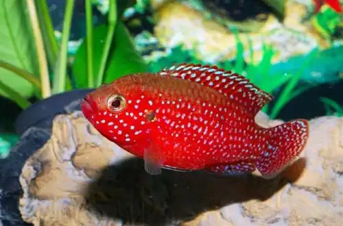 Хроміс червоний (Hemichromis lifalili)