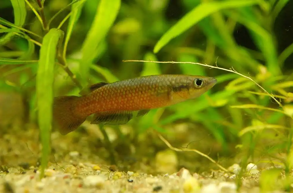 Панхакс Омалонотус (Pachypanchax omalonotus)