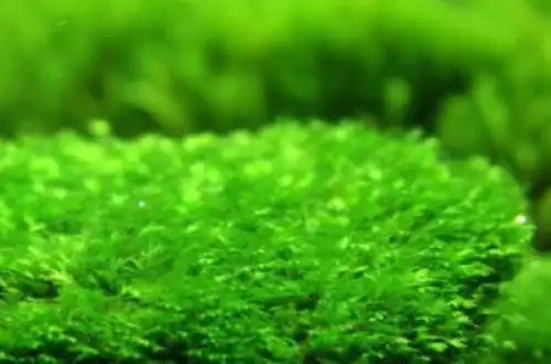 Мох-килимок (Fissidens splachnobryoides)