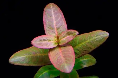 Амманія широколиста (Ammannia latifolia)