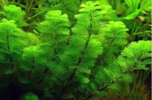 Кабомба каролінська (Cabomba caroliniana var. caroliniana)