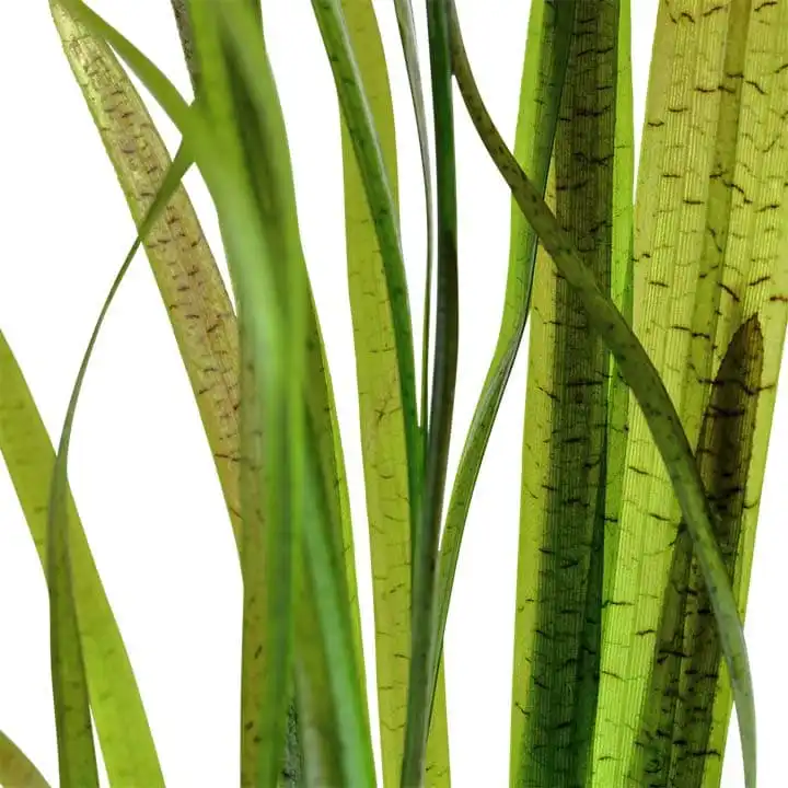 Валіснерія Тигрова або Леопардова (Vallisneria nana "Tiger")