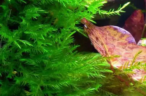 Фонтіналіс гіпноподібний (Fontinalis hypnoides)