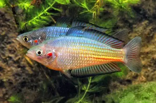 Меланотенія Дюбулай (Melanotaenia duboulayi)