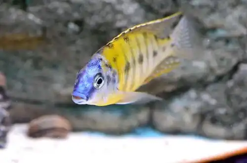 Фенестратус (Protomelas fenestratus)