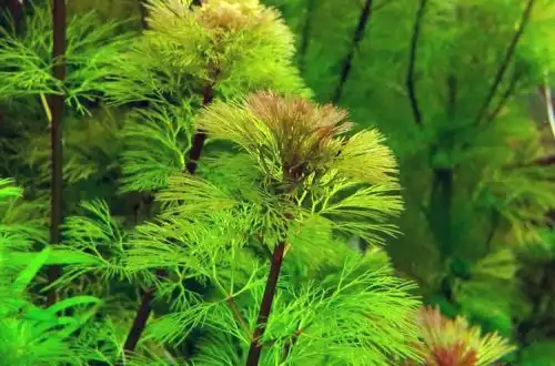 Кабомба водяна (Cabomba aquatica)