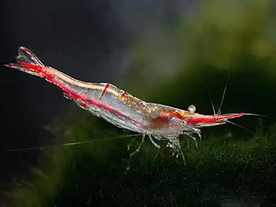 Червононоса креветка (Caridina gracilirostris)