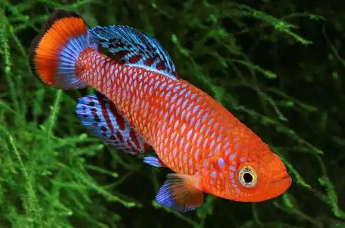 Нотобранхіус Рахова (Nothobranchius rachovii)
