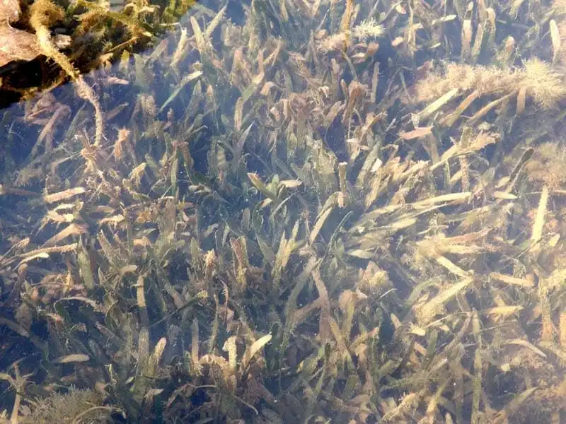 Валіснерія натанс (Vallisneria natans)