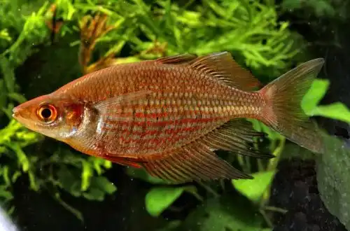 Райдужка Сепік або Глосолепис зелено-блакитний (Glossolepis multisquamata)