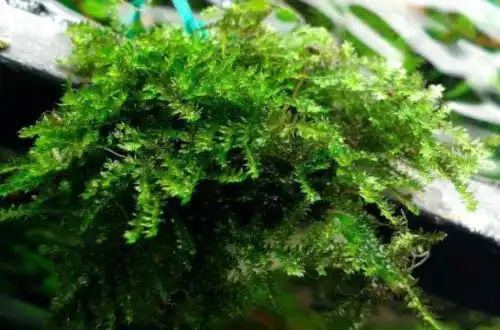 Королівський мох (Hydropogonella gymnostoma)