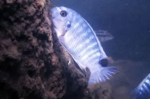 Цихліда-тапір або Блакитна Мбуна (Labeotropheus fuelleborni)