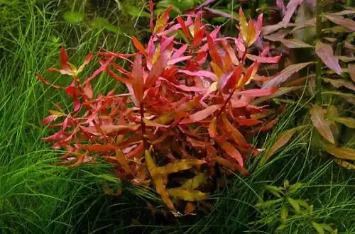 Несея червона (Ammannia praetermissa)