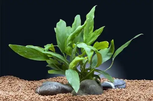 Анубіас Бартера Глабра (Anubias barteri var. Glabra)