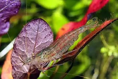 Креветка Амано (Caridina multidentata)