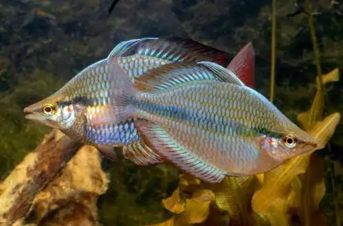 Райдужка трисмугова (Melanotaenia trifasciata)