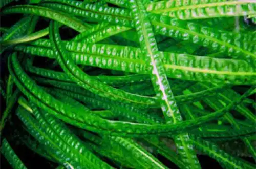 Криптокорина баланс (Cryptocoryne crispatula var. balansae)