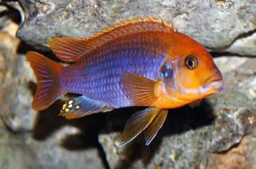 Йодотрофеус Шпренгера чи Лаванда Мбуна (Iodotropheus sprengerae)