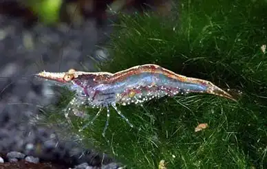 Цейлонська карликова креветка (Caridina simoni simoni)