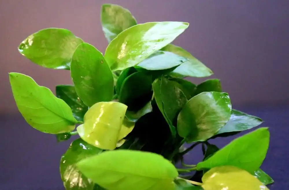 Анубіас Золотий (Anubias barteri var. nana «Golden Heart»)