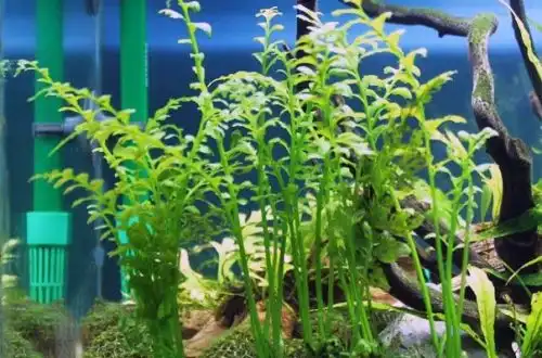 Папороть пляшкова (Hymenasplenium obscurum)