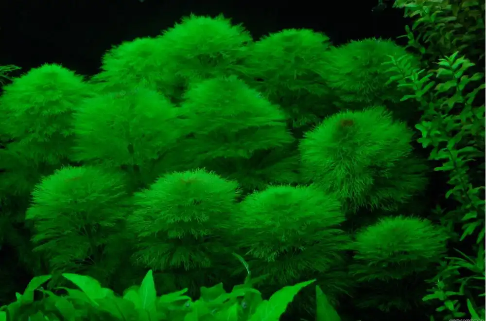Лімнофіла водна (Limnophila aquatica)