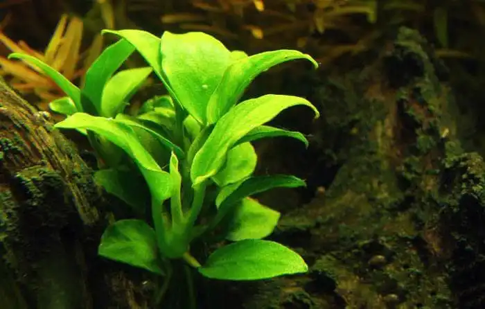 Анубіас петит (Anubias barteri var. Nana сорт «Petite»)