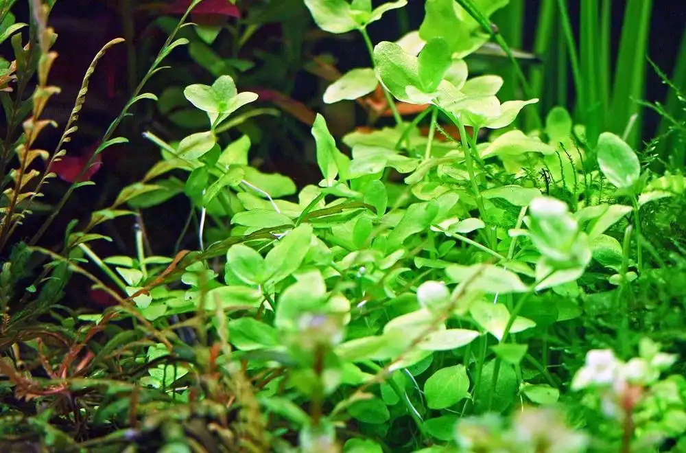 Бакопа австралійська (Bacopa australis)