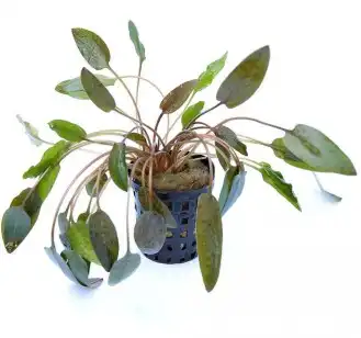 Криптокорин Вендт (Cryptocoryne wendtii)