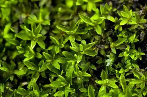 Зоряний мох або Гіофіла загорнута (Hyophila invuta)